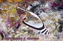 Juvenile spotted drum. D100 with 105mm. by Patrick Reardon 